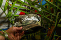Signature Camo Cap